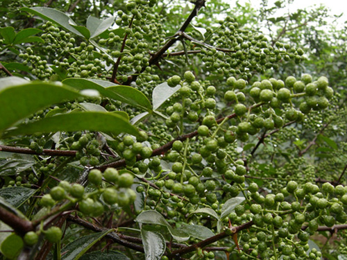 硯殼花椒基地圖片