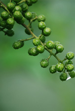 重慶麻椒油