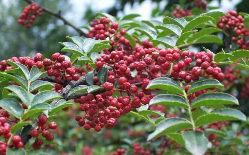 重慶花椒是怎么種植的，花椒的生長(zhǎng)過(guò)程